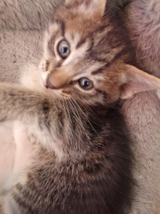Котята отдам в добрые руки!