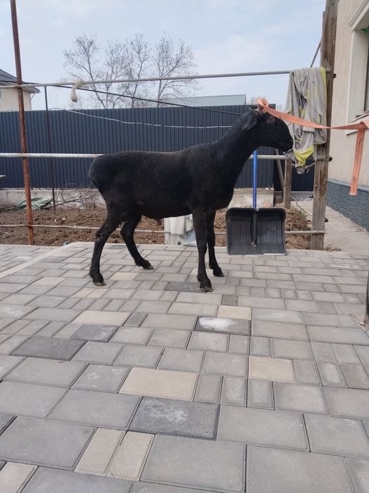 Қошкар, баран семіз.