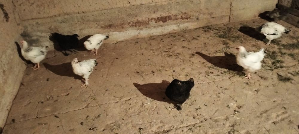 2аилық балапан сатылад