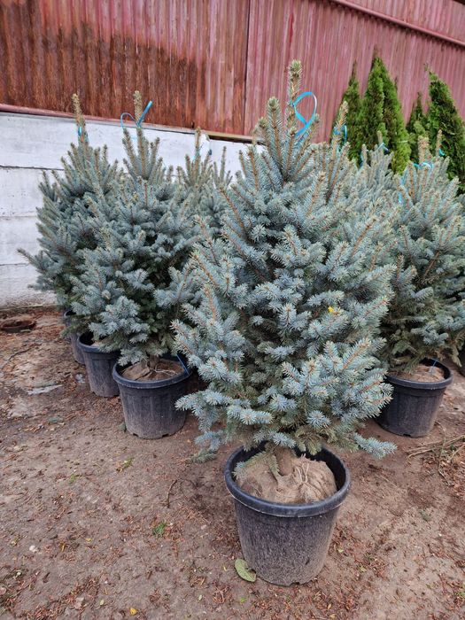 Brad argintiu 1.5m ( abies, picea hoopsi )  vând brazi