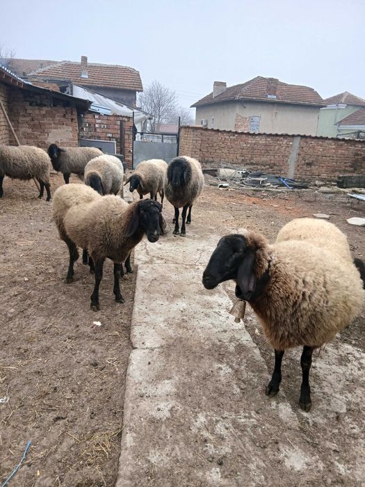 Овце  черноглави