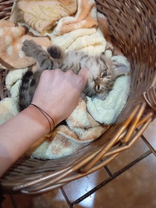 Котенок мальчик М буква окрас