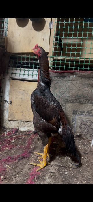 Дакан шөже сатылады