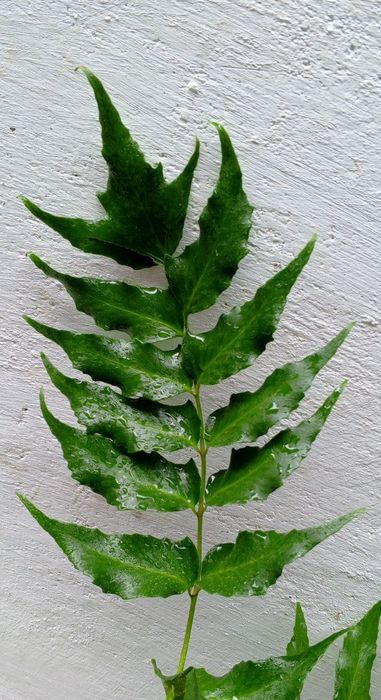 Циртомиум серповидный-папоротник для дома и сада.Экзотическое растени