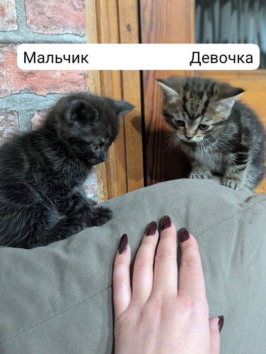 Продам 2х котят - мама породистая