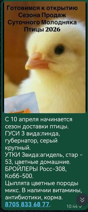 Продажа птицы, доставка