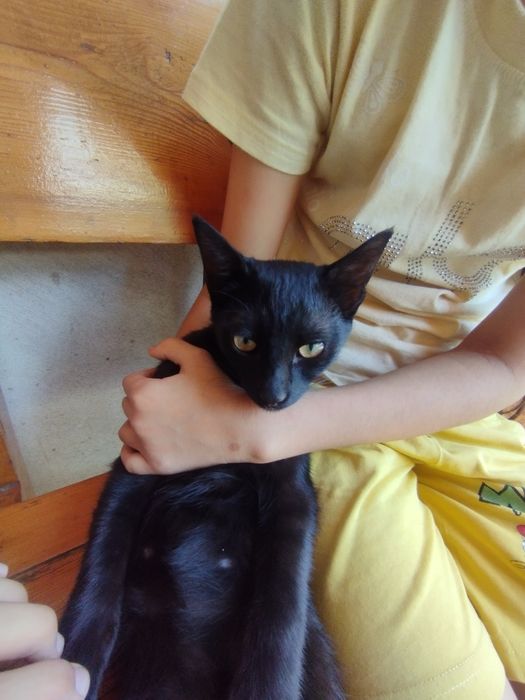 Черный кот, мужчина