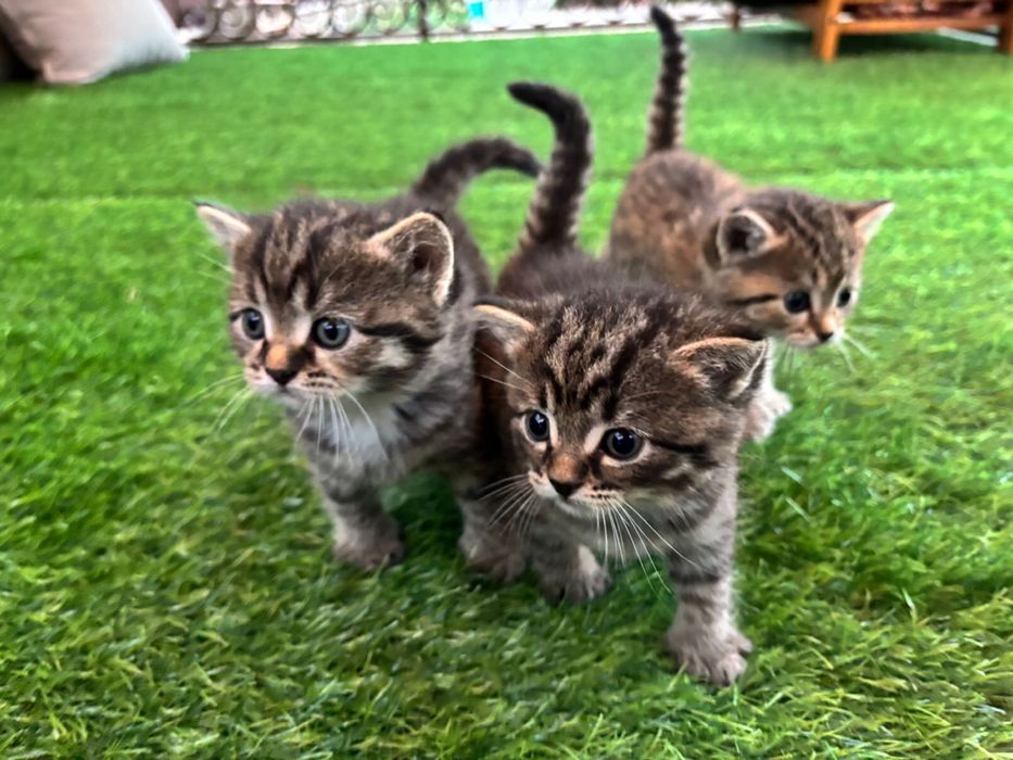 Котята, в добрые руки