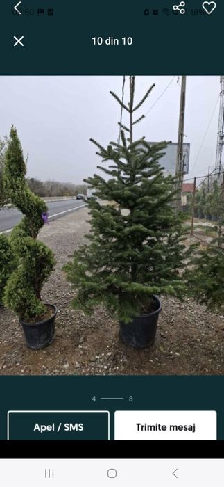 Vând copaci ornamentali tei mesteacăn platani brazi etc