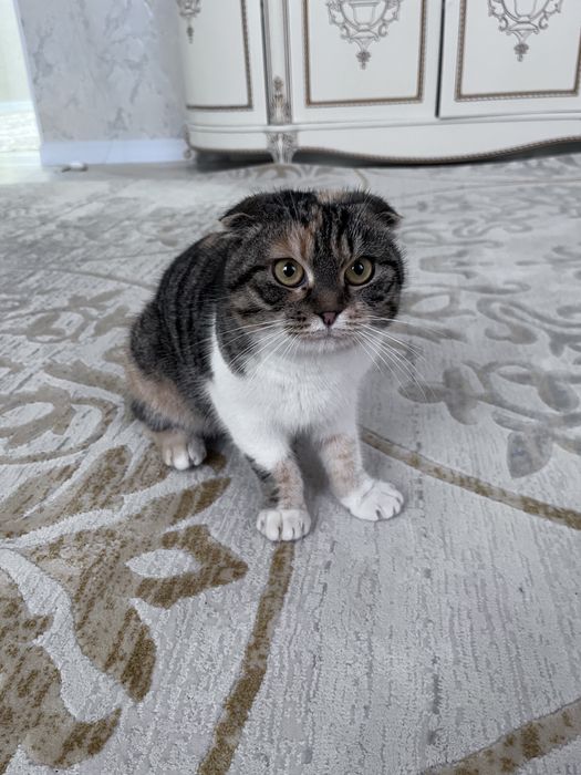 Шотландский мысық