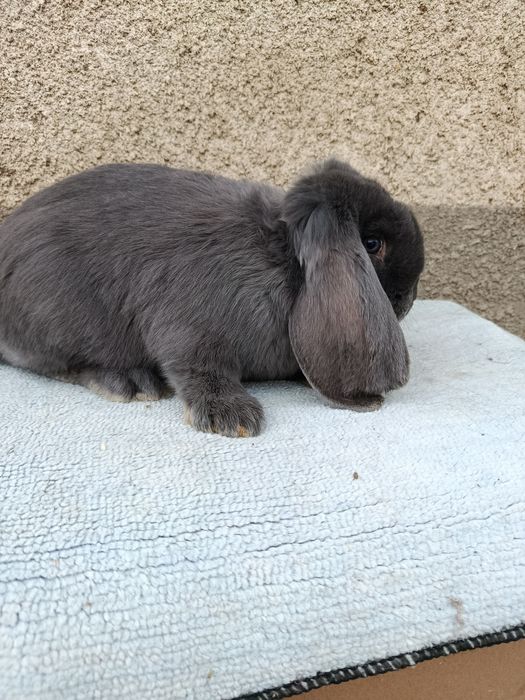 Pereche berbec german albastru 6-7 luni