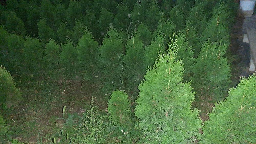 Продам Туи Смарагды