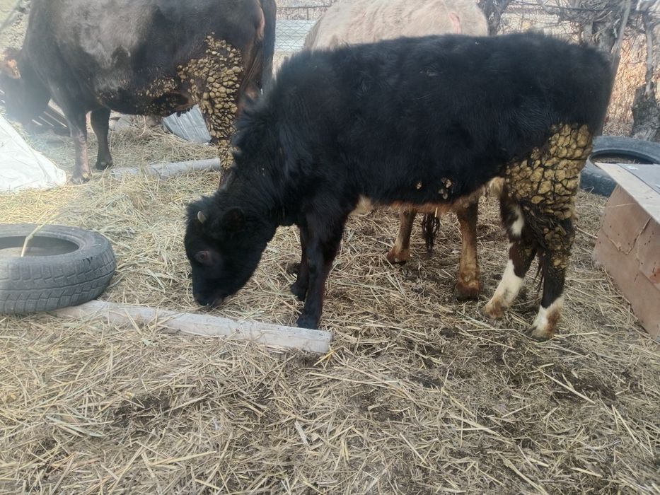 Ұрғашы тана сатылады