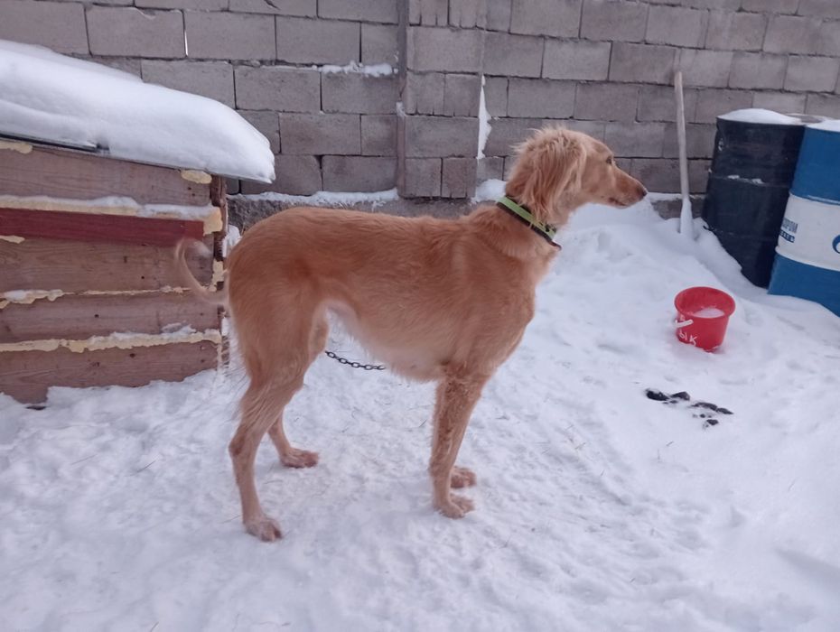 Тазы сатылады ұрғашы