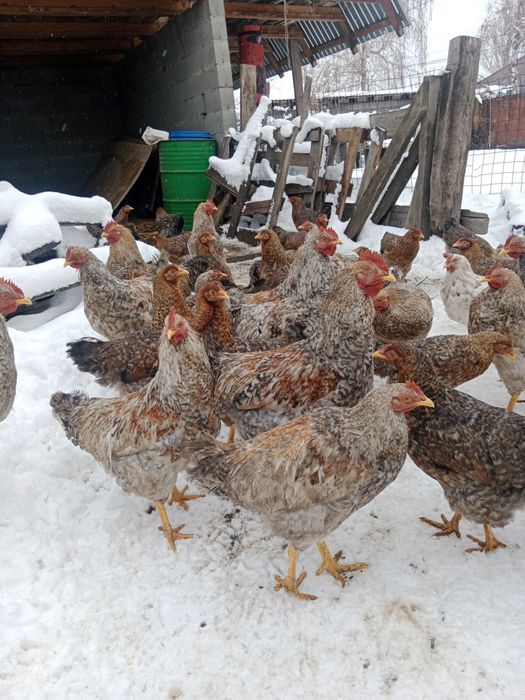 Билефельдер Петушки.