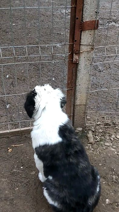 Femelă de Asia Centrala