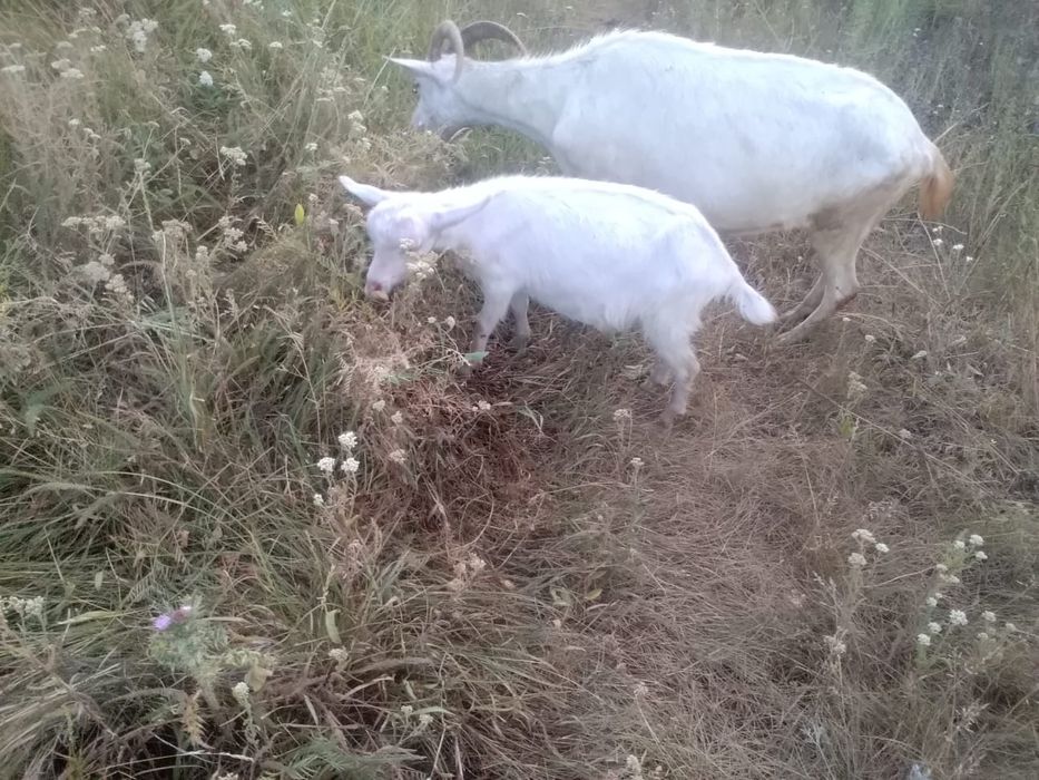 Продам молочных коз