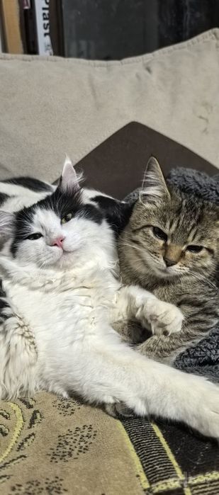 Продаются Домашние котята