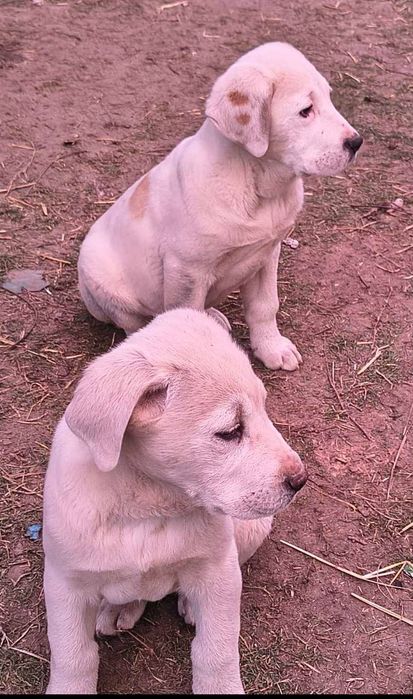 Pui Asia Centrală 1 femelă și 1 mascul ultimii