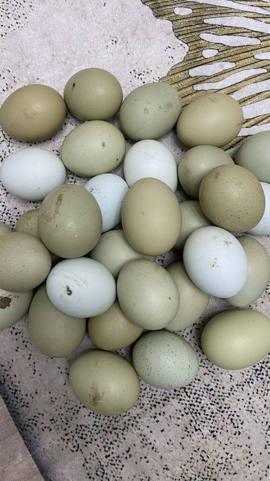 Инкубационные яйца Ухейилюй/Лакеданзе