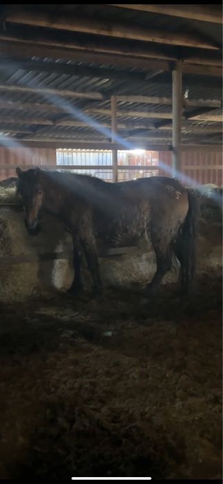 2 мощных жеребца жәбы