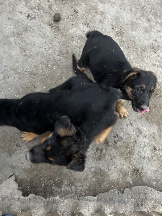 Продам щенков немецкой овчарки