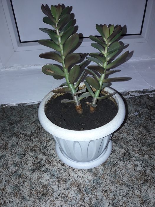 Домашние цветы комнатные