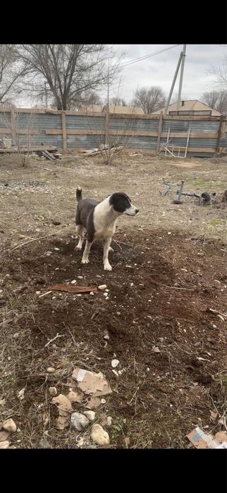 тобет ургашы 11 айлык сатылады