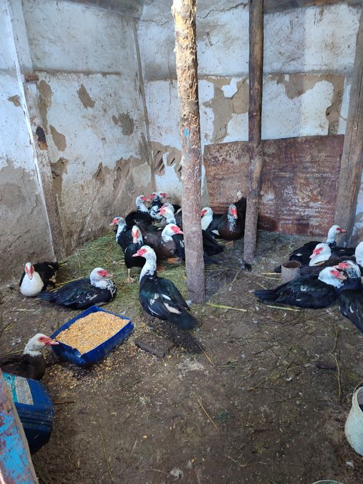 Индоутки. Индоутки