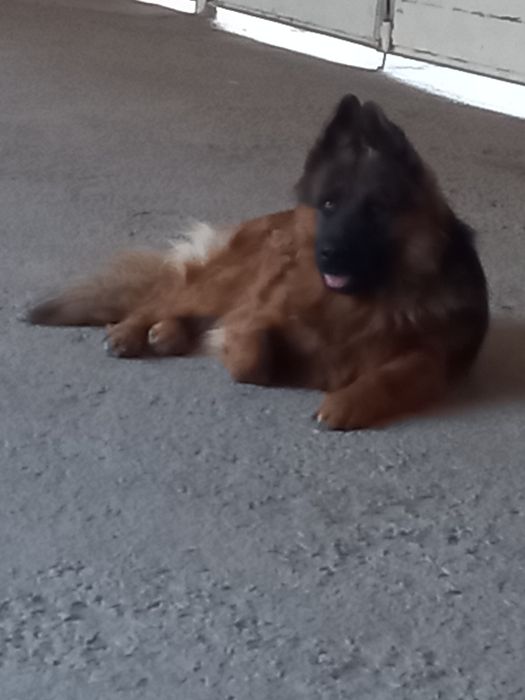 Авчарка 2.5 года