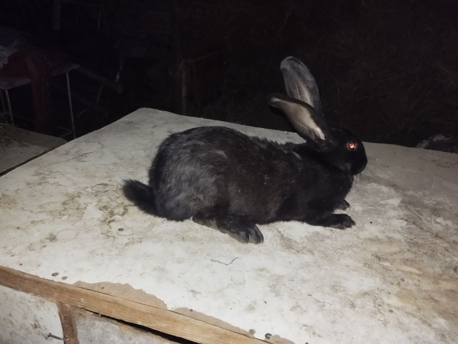 Quyon sotiladi moda bõĝoz