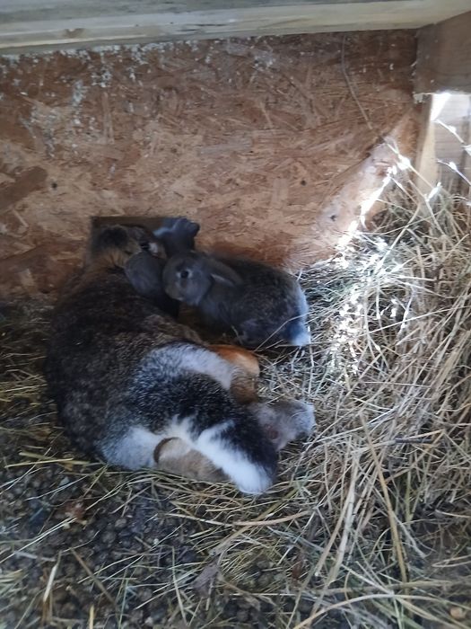 Vând iepuri berbec german