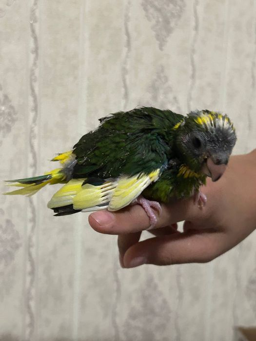 Попугай какарик.