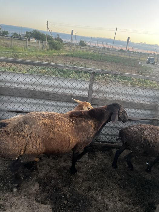 чистый Гисар писать на вацап