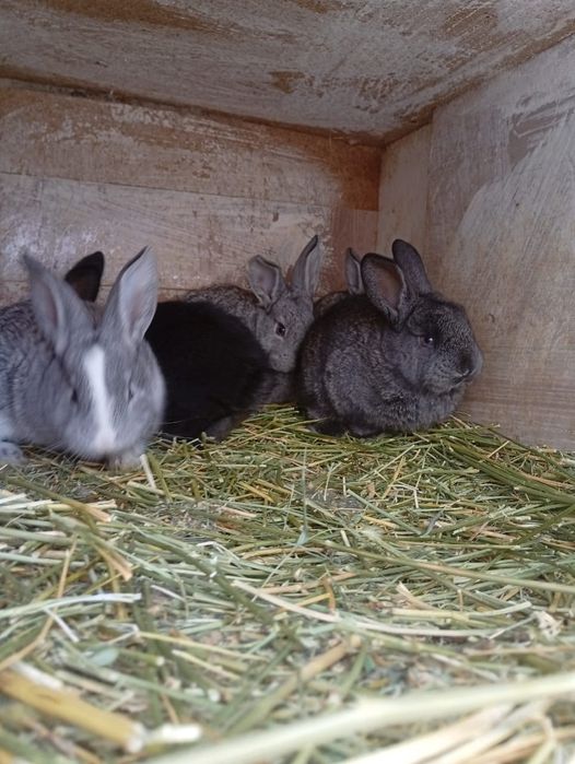 Продаются крольчата