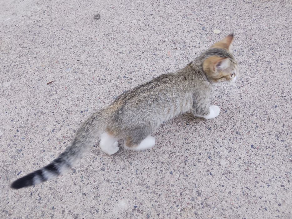 Mushuk bolasi/Котёночек