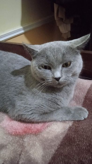 Skottish strayt qiz bola