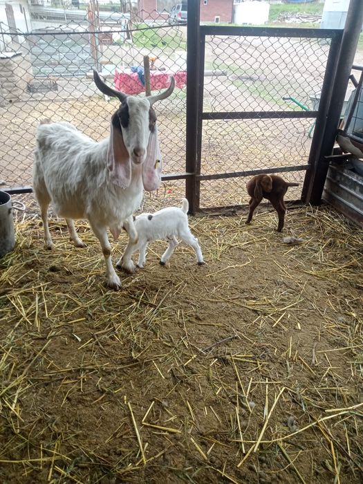 Коза с козлятами