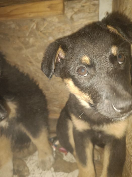 Отдам крупных щенков помесь с немцем