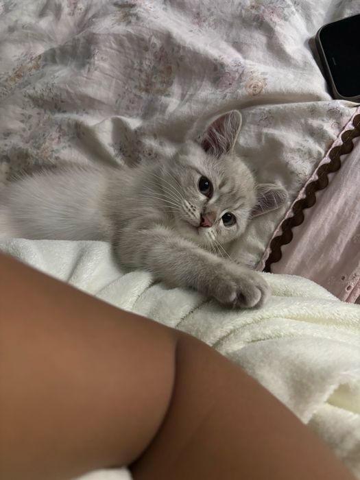 Продам очаровательного котёнка