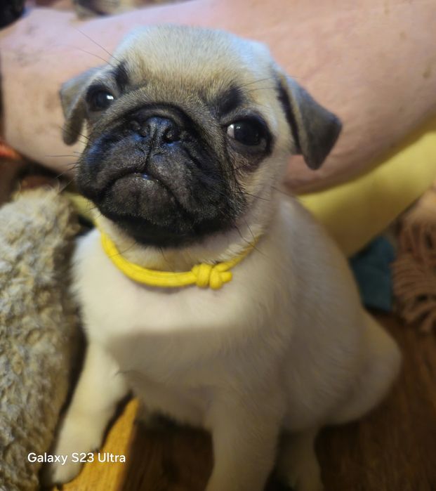 Девочка мопс бежевая