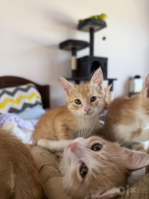 Отдам котята хорошим рукам