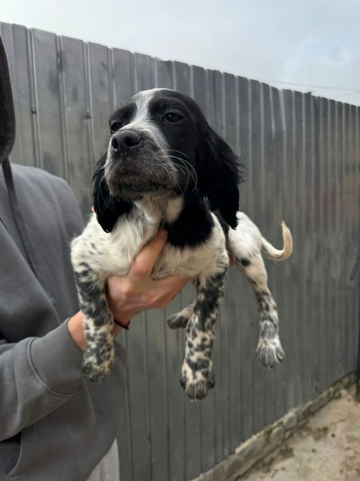 Setter Englez cu origini