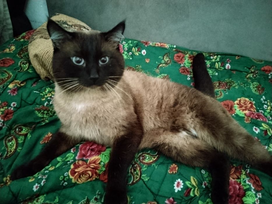 Котик ищет дом и любящие руки!