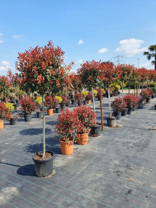 Camelia copac glob, Photinia plante ornamentale, maslin secular
