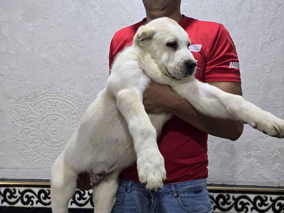 Turkman alabay 2.5oylik