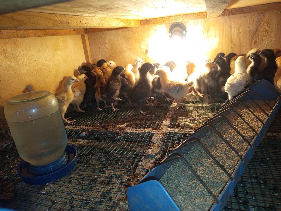 Продаются гусята