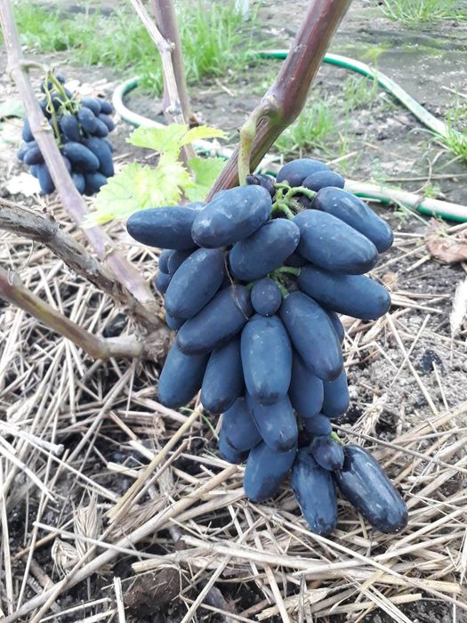 Baikonur vita de vie