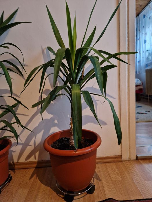 Planta floare Yuka diferite marimi