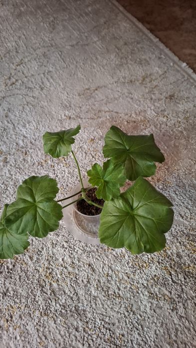 Укоренненые черенки герани и пеларгонии